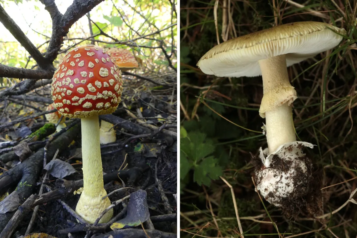 Отравления грибами: статистика, которая заставляет задуматься