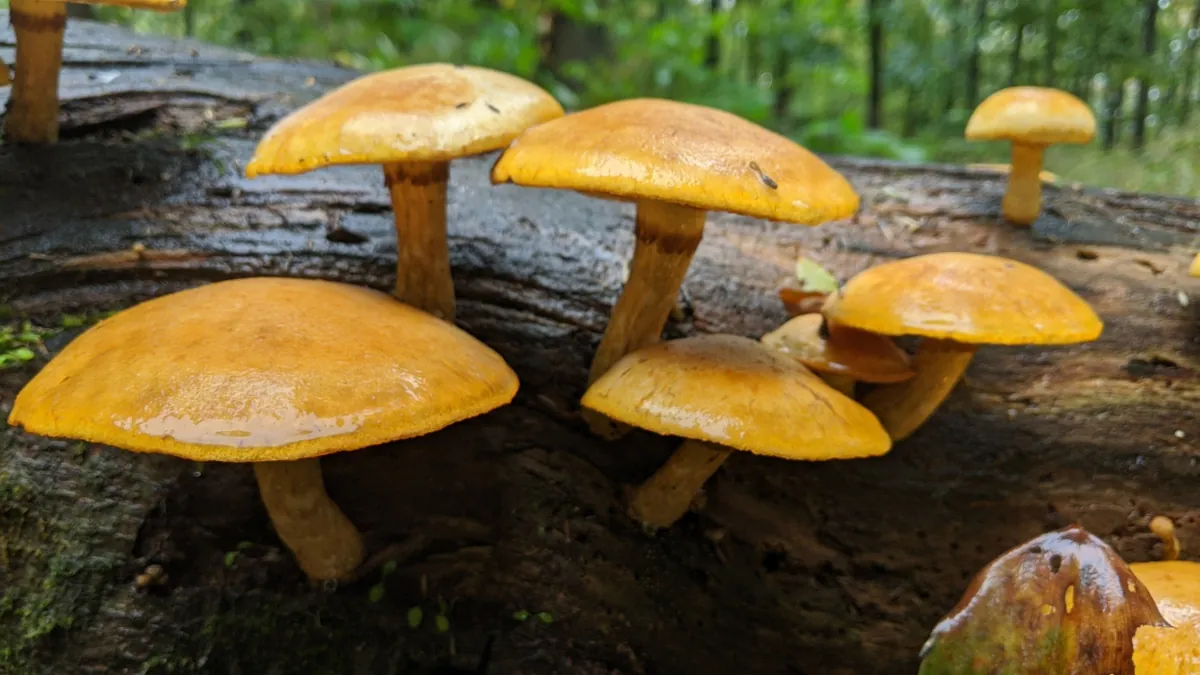 Галерина окаймленная