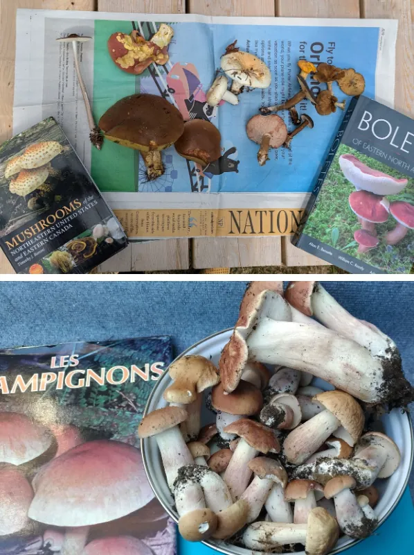 Полевой набор миколога: что я всегда беру для определения грибов