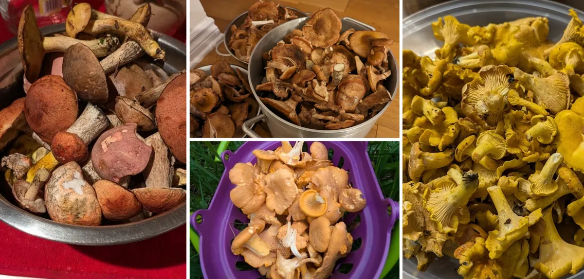 Tочно идентифицированныe съедобныe грибы