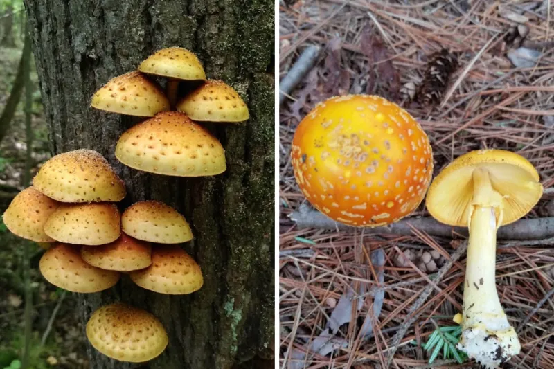 Чешуйчатка лимонная и Мухомор желто-красный
