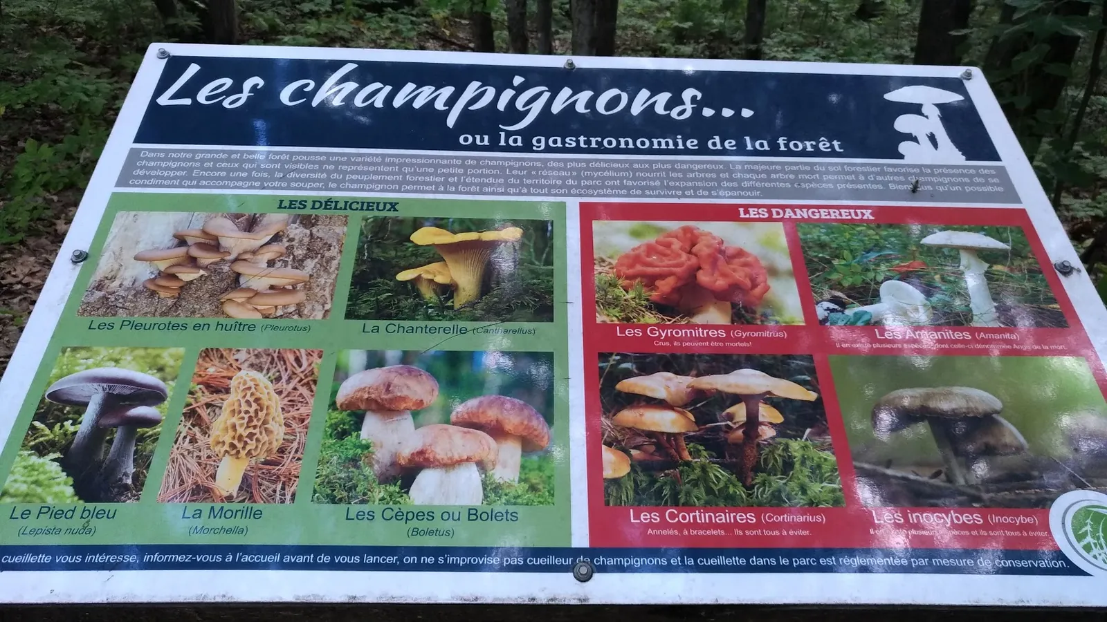 Информационный стенд о грибах