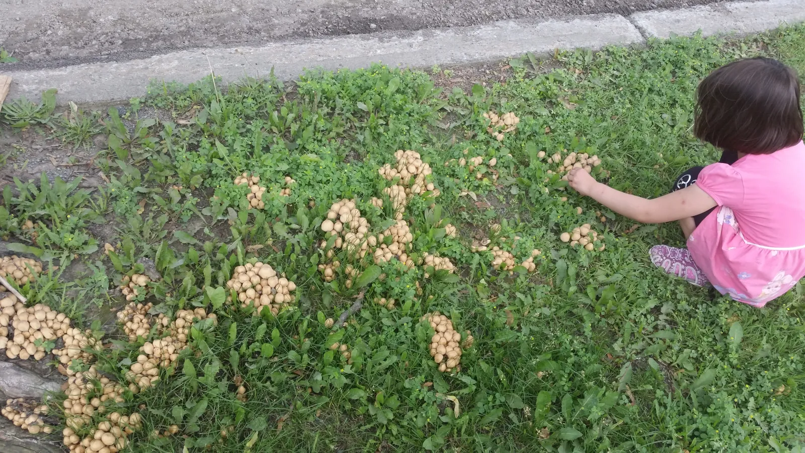 Навозник мерцающий - Coprinellus micaceus