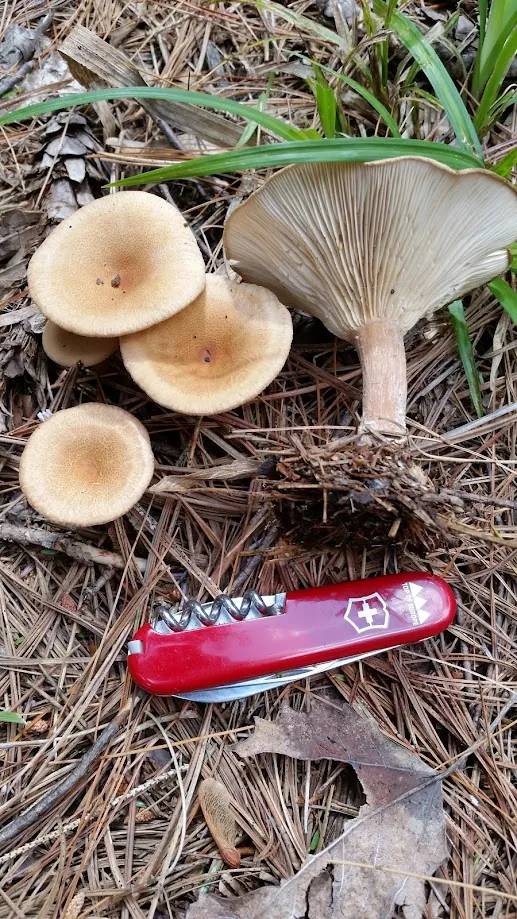 Фото гриба в полевых условиях